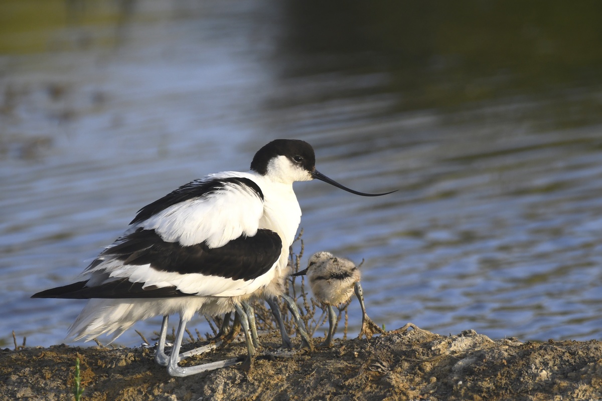 Avocettes Elegantes